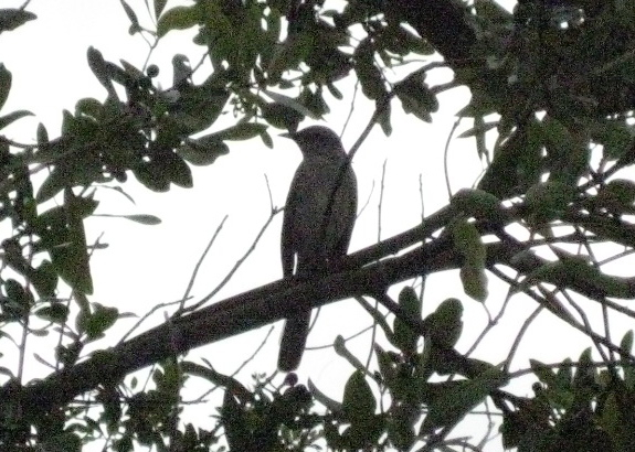 Birds!